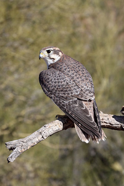 Prairie Falcon © Russ Chantler